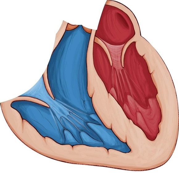 Red and Blue Human Anatomy Learning Toy Set - Picture 2 of 3